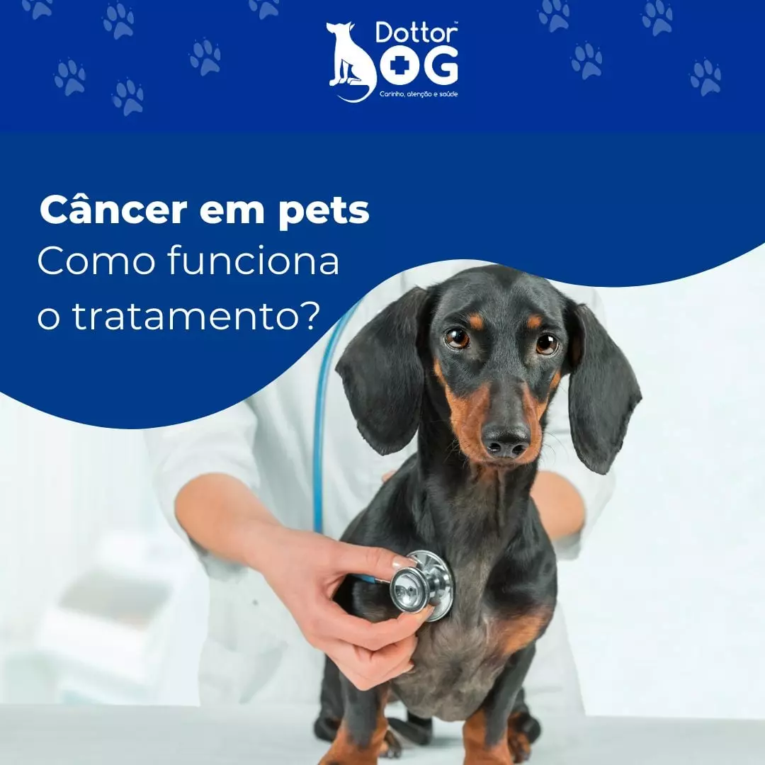 CÂNCER EM PET: VEJA COMO FUNCIONA O TRATAMENTO